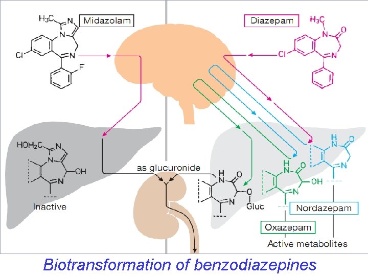 Biotransformation of benzodiazepines 