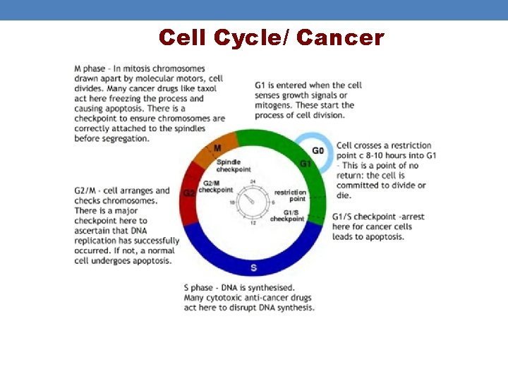 Cell Cycle/ Cancer Cell Cycle/ Cancer