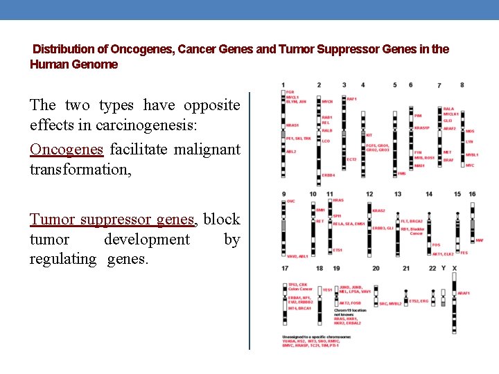 Distribution of Oncogenes, Cancer Genes and Tumor Suppressor Genes in the Human Genome The Distribution of Oncogenes, Cancer Genes and Tumor Suppressor Genes in the Human Genome The