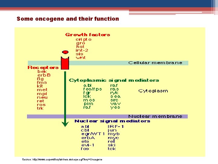 Some oncogene and their function Source: http: //www. copewithcytokines. de/cope. cgi? key=Oncogene Some oncogene and their function Source: http: //www. copewithcytokines. de/cope. cgi? key=Oncogene
