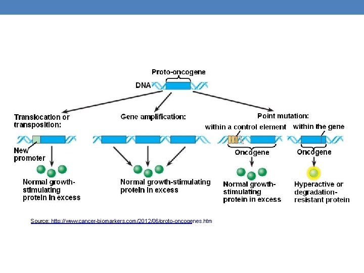 Source: http: //www. cancer-biomarkers. com/2012/06/proto-oncogenes. htm Source: http: //www. cancer-biomarkers. com/2012/06/proto-oncogenes. htm