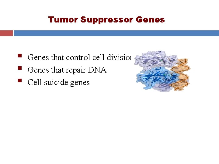 Tumor Suppressor Genes § § § Genes that control cell division Genes that repair Tumor Suppressor Genes § § § Genes that control cell division Genes that repair