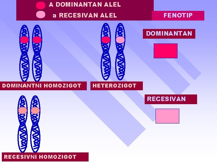 A DOMINANTAN ALEL a RECESIVAN ALEL FENOTIP DOMINANTAN DOMINANTNI HOMOZIGOT HETEROZIGOT RECESIVAN RECESIVNI HOMOZIGOT