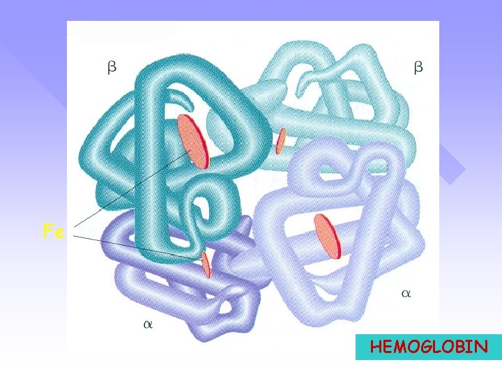 Fe HEMOGLOBIN 