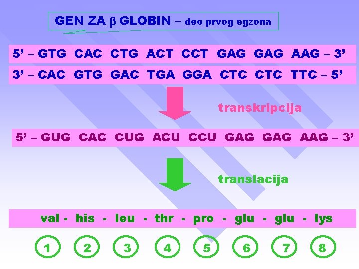 GEN ZA b GLOBIN – deo prvog egzona 5’ – GTG CAC CTG ACT