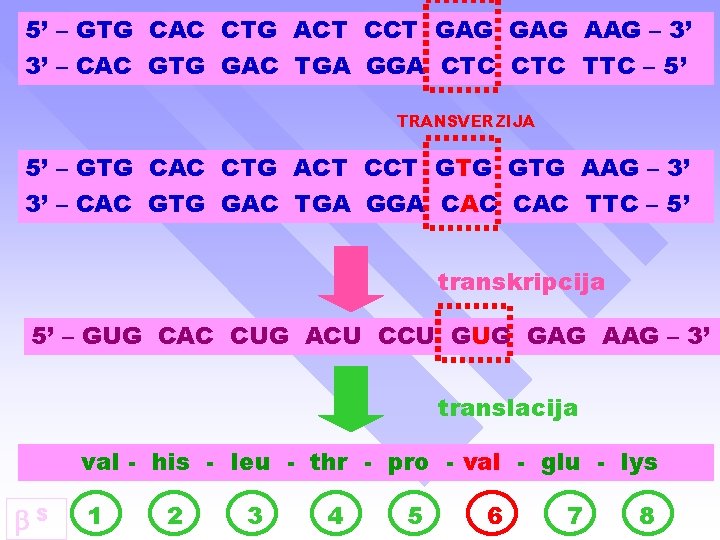 5’ – GTG CAC CTG ACT CCT GAG AAG – 3’ 3’ – CAC