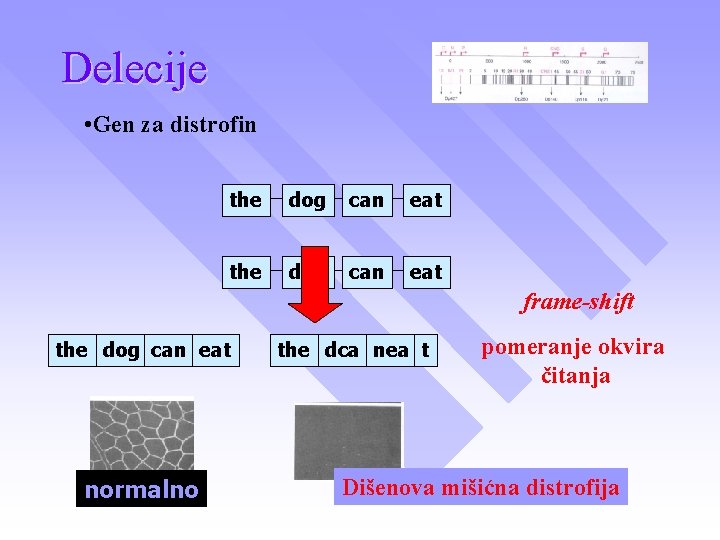 Delecije • Gen za distrofin the dog can eat frame-shift the dog can eat