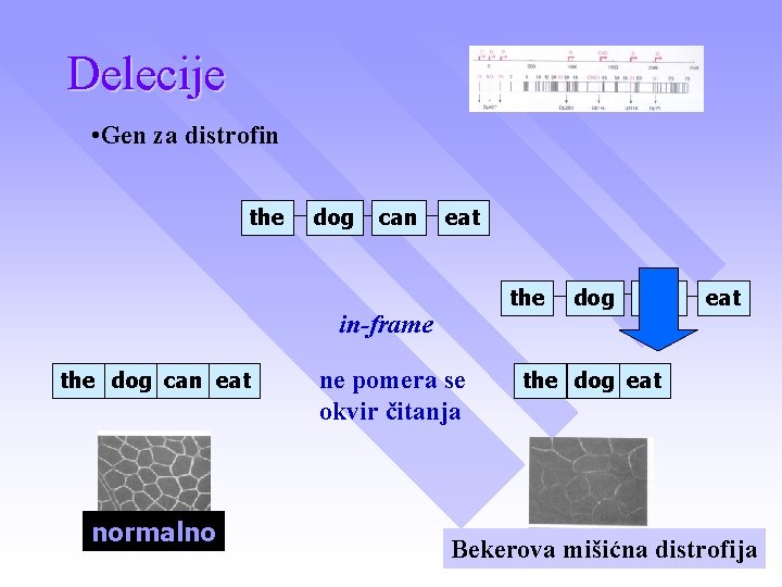 Delecije • Gen za distrofin the dog can eat the in-frame the dog can