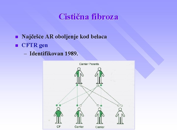 Cistična fibroza n n Najčešće AR oboljenje kod belaca CFTR gen – Identifikovan 1989.