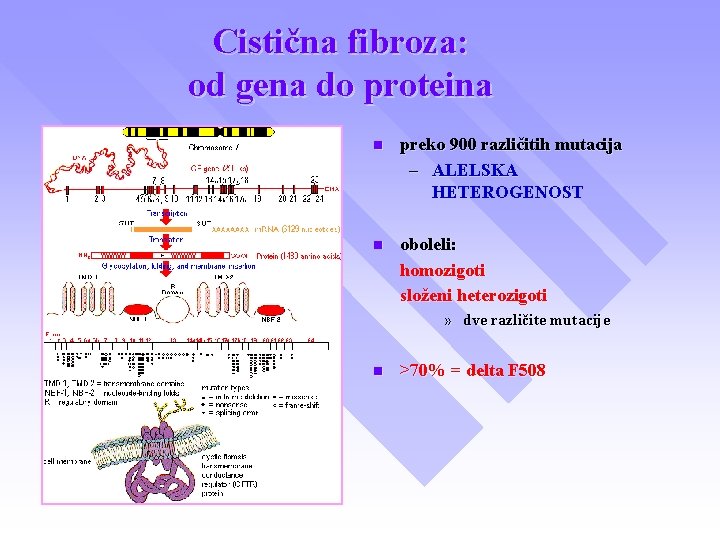 Cistična fibroza: od gena do proteina n preko 900 različitih mutacija – ALELSKA HETEROGENOST