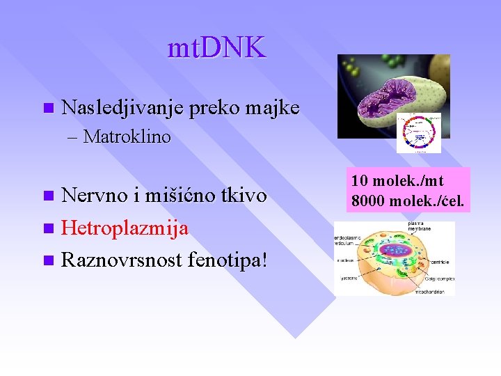mt. DNK n Nasledjivanje preko majke – Matroklino Nervno i mišićno tkivo n Hetroplazmija