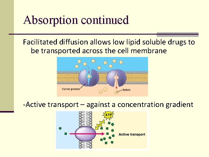 Absorption continued Facilitated diffusion allows low lipid soluble drugs to be transported across the Absorption continued Facilitated diffusion allows low lipid soluble drugs to be transported across the