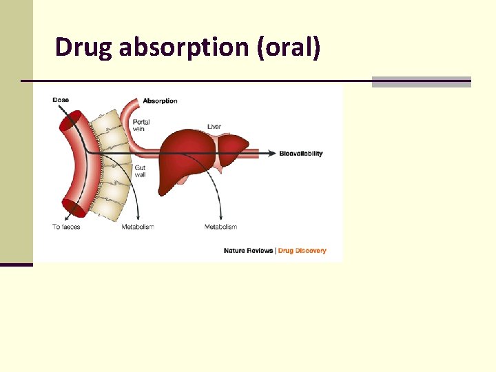Drug absorption (oral) Drug absorption (oral)