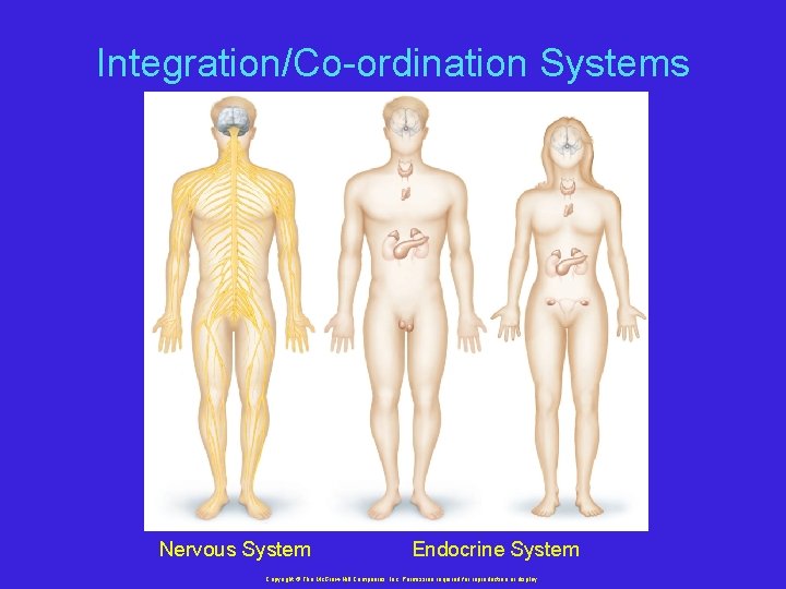 Integration/Co-ordination Systems Nervous System Endocrine System Copyright © The Mc. Graw-Hill Companies, Inc. Permission