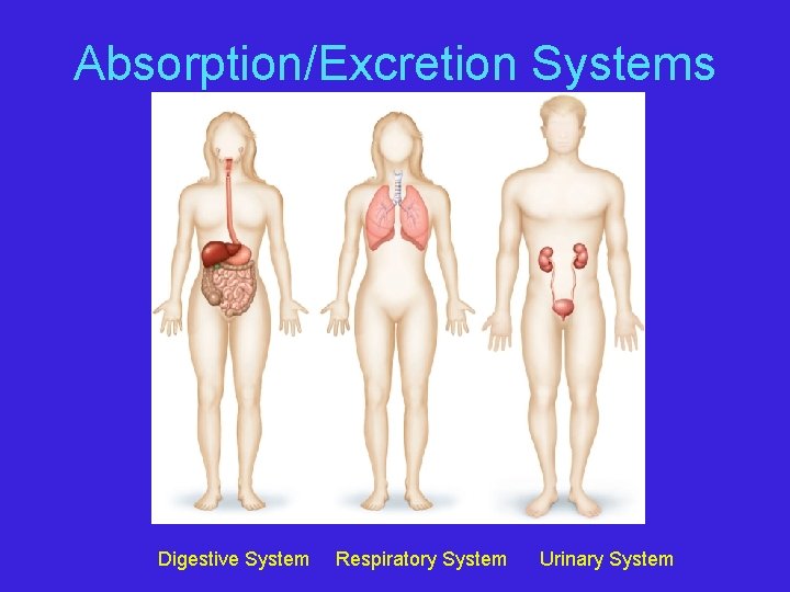 Absorption/Excretion Systems Digestive System Respiratory System Urinary System 