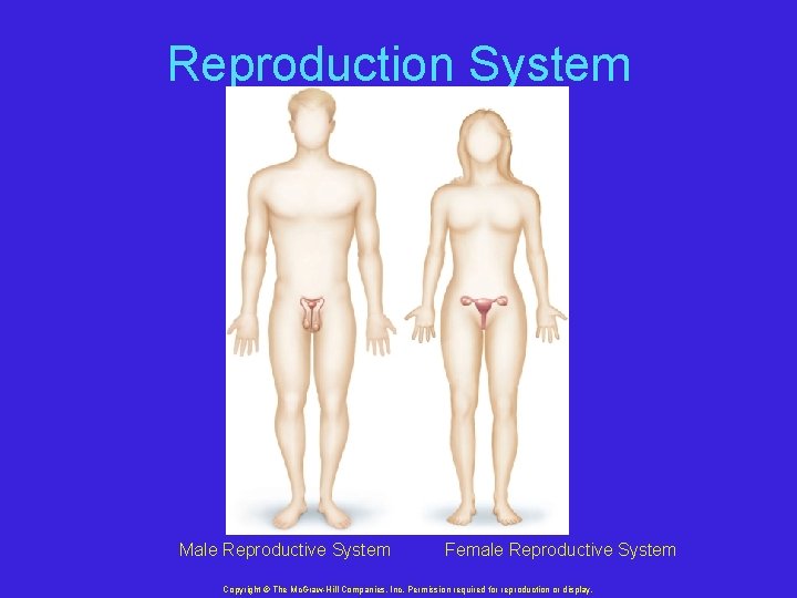 Reproduction System Male Reproductive System Female Reproductive System Copyright © The Mc. Graw-Hill Companies,