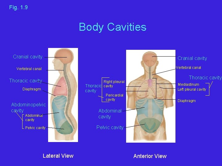 Fig. 1. 9 Body Cavities Cranial cavity Vertebral canal Thoracic cavity Right pleural Thoracic