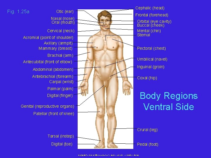 Fig. 1. 25 a Cephalic (head) Otic (ear) Nasal (nose) Oral (mouth) Cervical (neck)