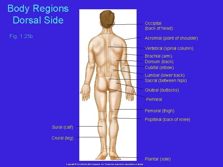 Body Regions Dorsal Side Fig. 1. 25 b Occipital (back of head) Acromial (point