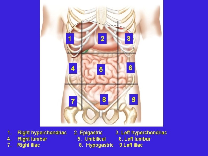 1 4 7 1. 4. 7. Right hyperchondriac Right lumbar Right iliac 2 3