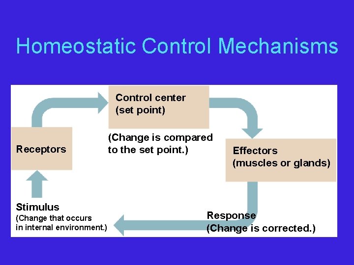 Homeostatic Control Mechanisms Control center (set point) Receptors Stimulus (Change that occurs in internal