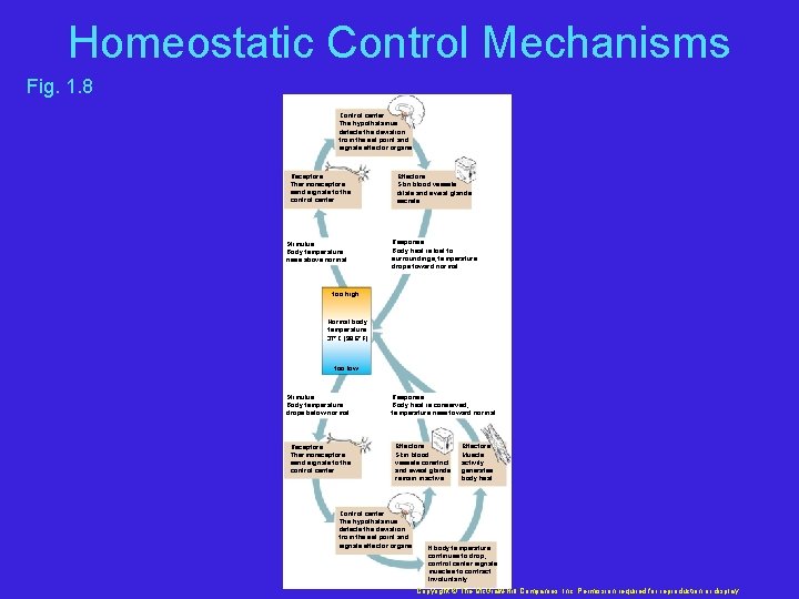 Homeostatic Control Mechanisms Fig. 1. 8 Control center The hypothalamus detects the deviation from