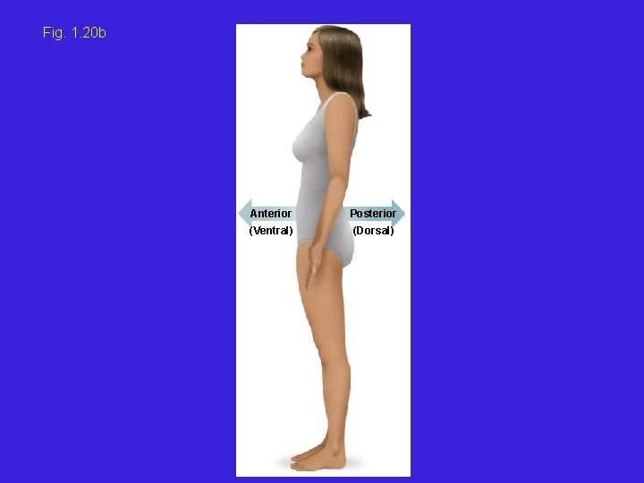 Fig. 1. 20 b Anterior Posterior (Ventral) (Dorsal) 