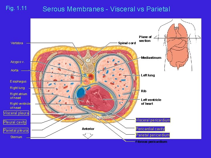 Fig. 1. 11 Serous Membranes - Visceral vs Parietal Vertebra Spinal cord Plane of