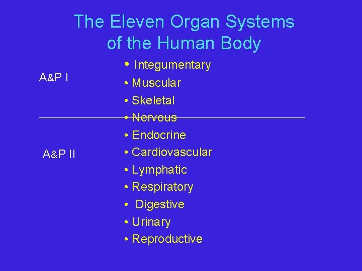 The Eleven Organ Systems of the Human Body A&P II • Integumentary • Muscular