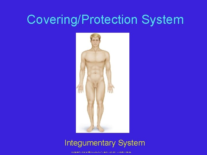 Covering/Protection System Integumentary System Copyright © The Mc. Graw-Hill Companies, Inc. Permission required for