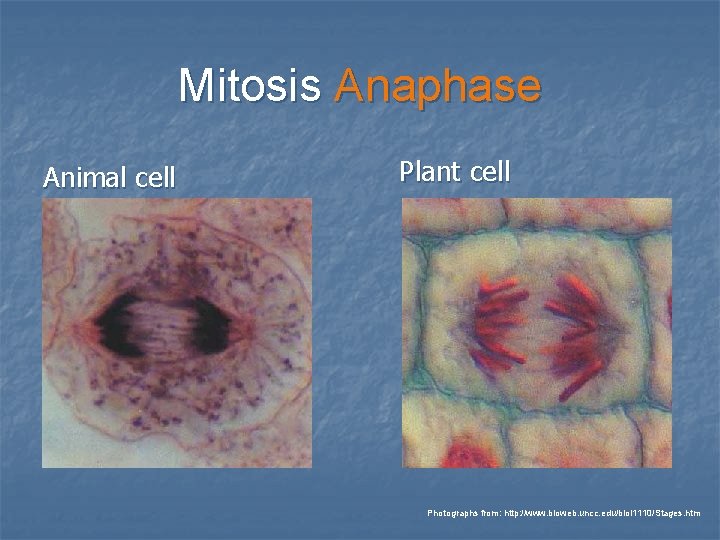 Mitosis Anaphase Animal cell Plant cell Photographs from: http: //www. bioweb. uncc. edu/biol 1110/Stages.