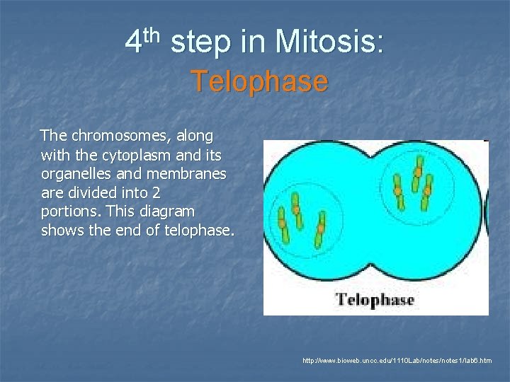 th 4 step in Mitosis: Telophase The chromosomes, along with the cytoplasm and its