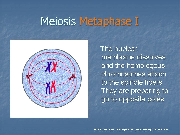 Meiosis Metaphase I The nuclear membrane dissolves and the homologous chromosomes attach to the