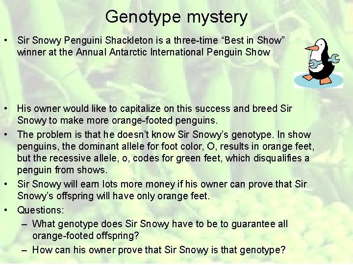 Genotype mystery • Sir Snowy Penguini Shackleton is a three-time “Best in Show” winner