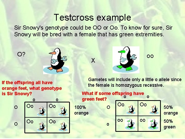 Testcross example Sir Snowy's genotype could be OO or Oo. To know for sure,