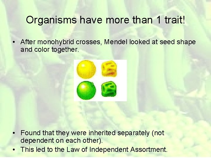 Organisms have more than 1 trait! • After monohybrid crosses, Mendel looked at seed