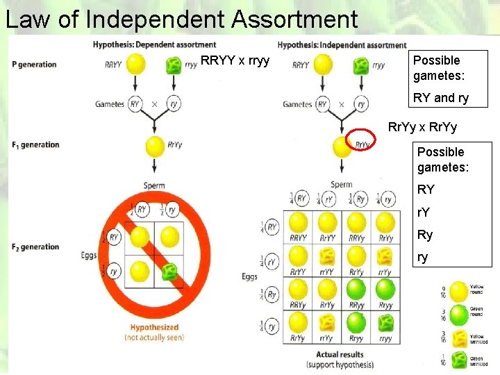 Law of Independent Assortment RRYY x rryy Possible gametes: RY and ry Rr. Yy