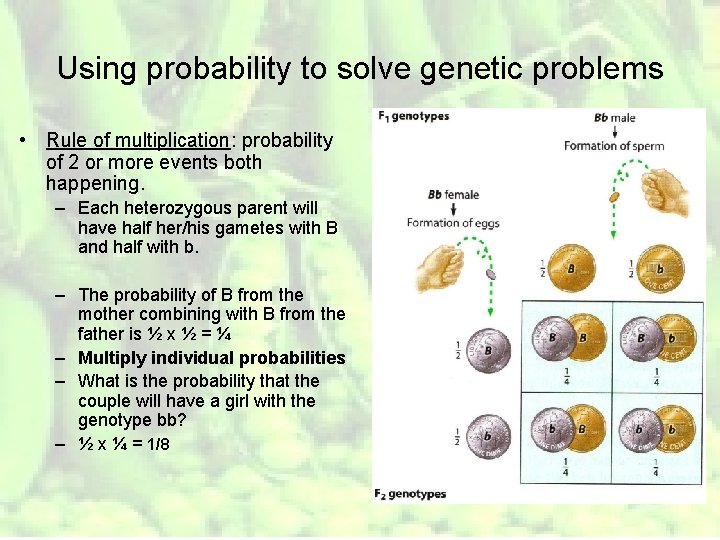 Using probability to solve genetic problems • Rule of multiplication: probability of 2 or