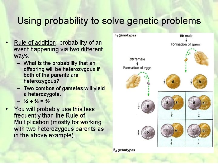 Using probability to solve genetic problems • Rule of addition: probability of an event