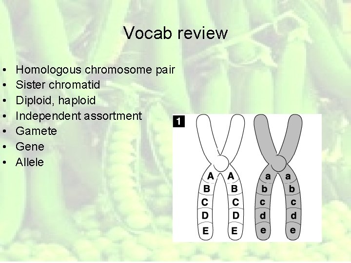 Vocab review • • Homologous chromosome pair Sister chromatid Diploid, haploid Independent assortment Gamete