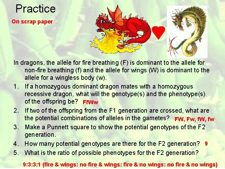 Practice On scrap paper In dragons, the allele for fire breathing (F) is dominant