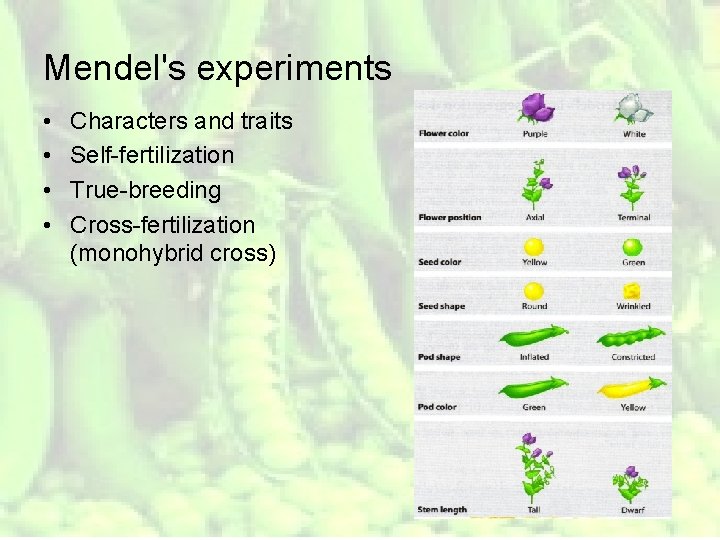 Mendel's experiments • • Characters and traits Self-fertilization True-breeding Cross-fertilization (monohybrid cross) 