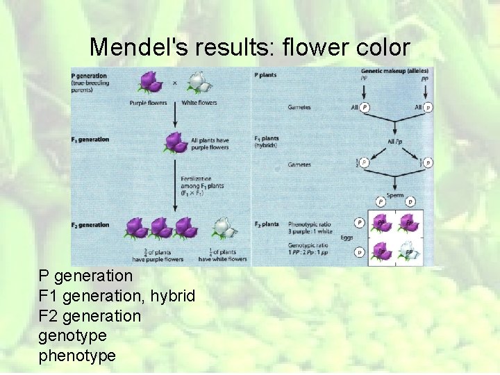 Mendel's results: flower color P generation F 1 generation, hybrid F 2 generation genotype