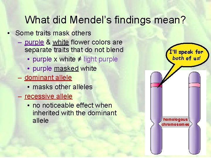 What did Mendel’s findings mean? • Some traits mask others – purple & white