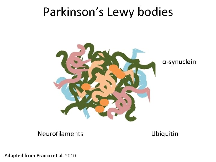 Parkinson’s Lewy bodies α-synuclein Neurofilaments Adapted from Branco et al. 2010 Ubiquitin 