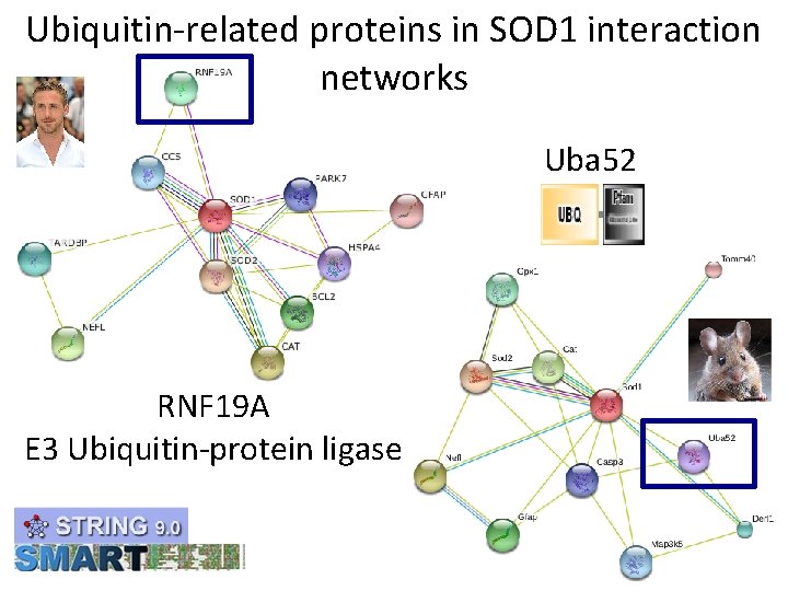 Ubiquitin-related proteins in SOD 1 interaction networks Uba 52 RNF 19 A E 3