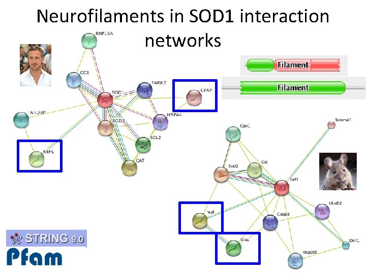 Neurofilaments in SOD 1 interaction networks 