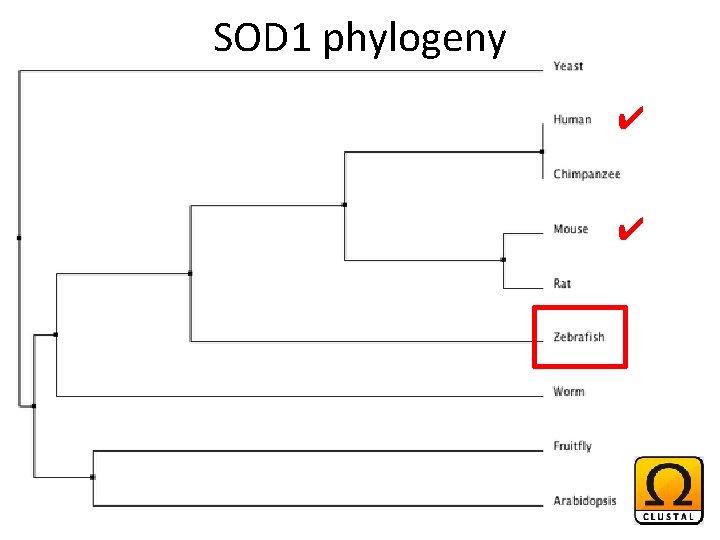 SOD 1 phylogeny ✔ ✔ 