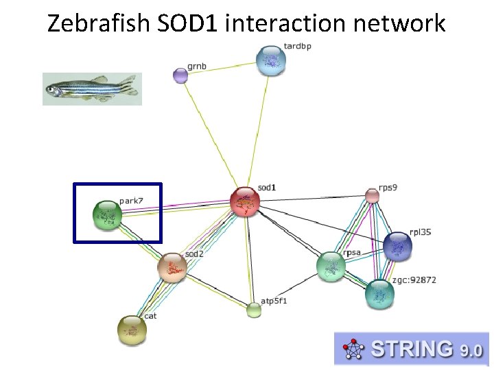 Zebrafish SOD 1 interaction network 
