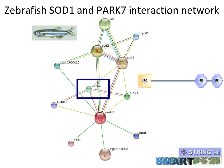 Zebrafish SOD 1 and PARK 7 interaction network 